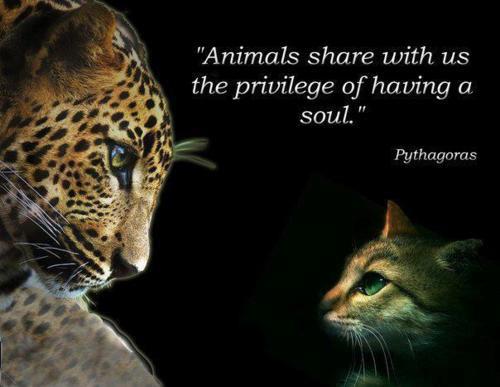 Animals share with us the privilege of having a soul. | Pythagoras