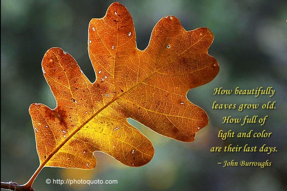 How beautiful the leaves grow old. How full of light and color are